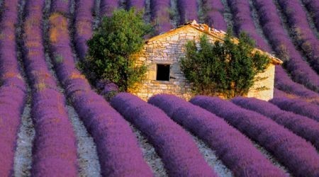 Lavender Field/Stone House, Provence, France