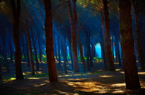 Blue Forest, Lazio, Italy