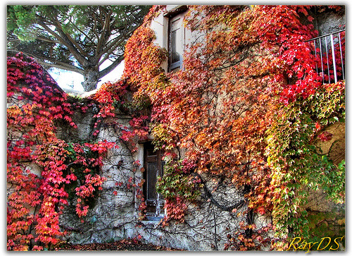 Ivy Covered Walls, Ravello, Italy