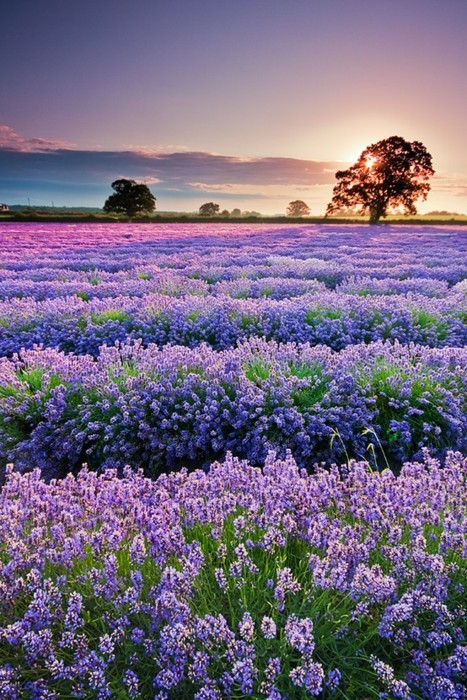 Sunset, Lavender Field, Provence, France
