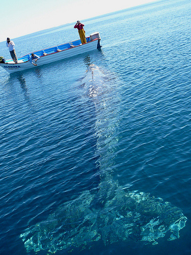 Grey Whale, Magdalena Bay, Baja, Mexico