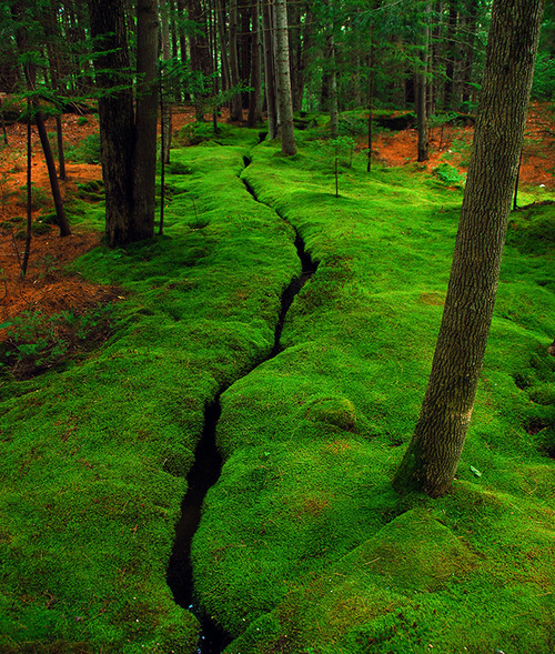 Moss Creek, Desert Island, Maine