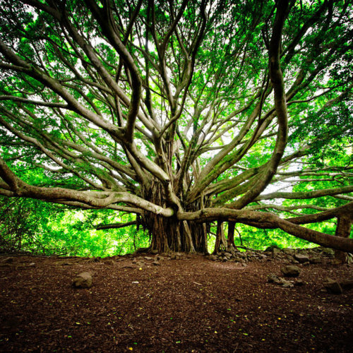 Banyan Tree, Maui, Hawaii