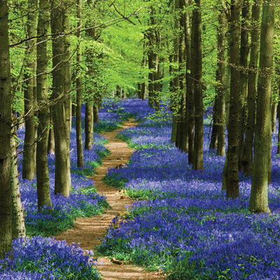 Bluebell Forest Path, England