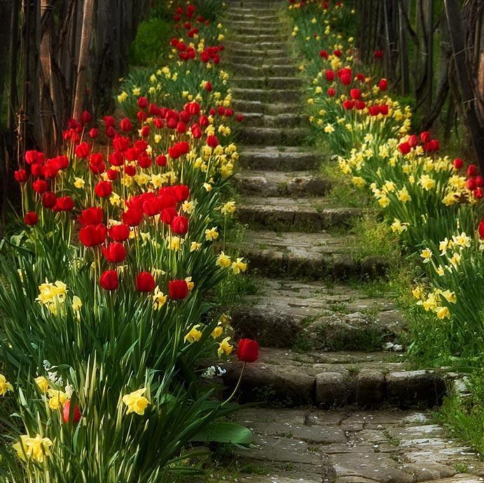 Spring Blossom Stairs, Portugal