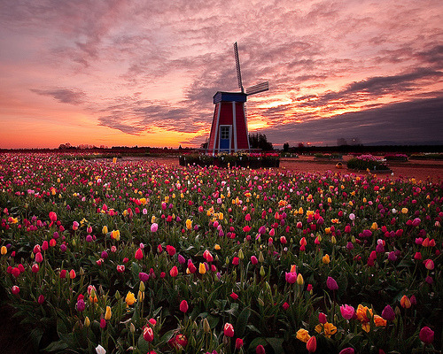 Sunrise Tulip Field, Woodburn, Oregon