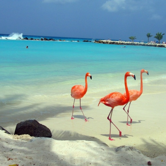 Flamingos, Aruba, The Caribbean