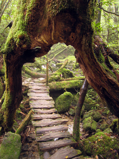 Beautiful primeval forest at Shiratani Unsuikyo Ravine, Yakushima, Japan .]]>” id=”IMAGE-m7ea3nkZR81r6b8aao1_500″ /></noscript><img class=