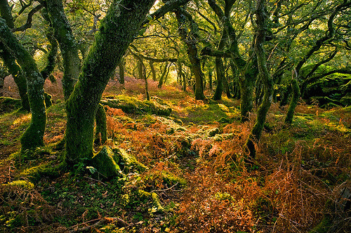 Enchanted Forest, Dartmoor, Devon, England