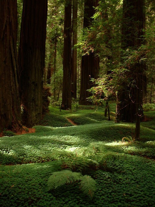 Redwood Forest, Humboldt County, California