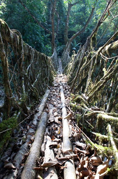 200 years old root bridges in Meghalaya subtropical forests, India