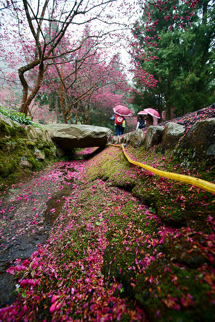 Sakura festival in Formosan aboriginal culture village, Nantou County / Taiwan